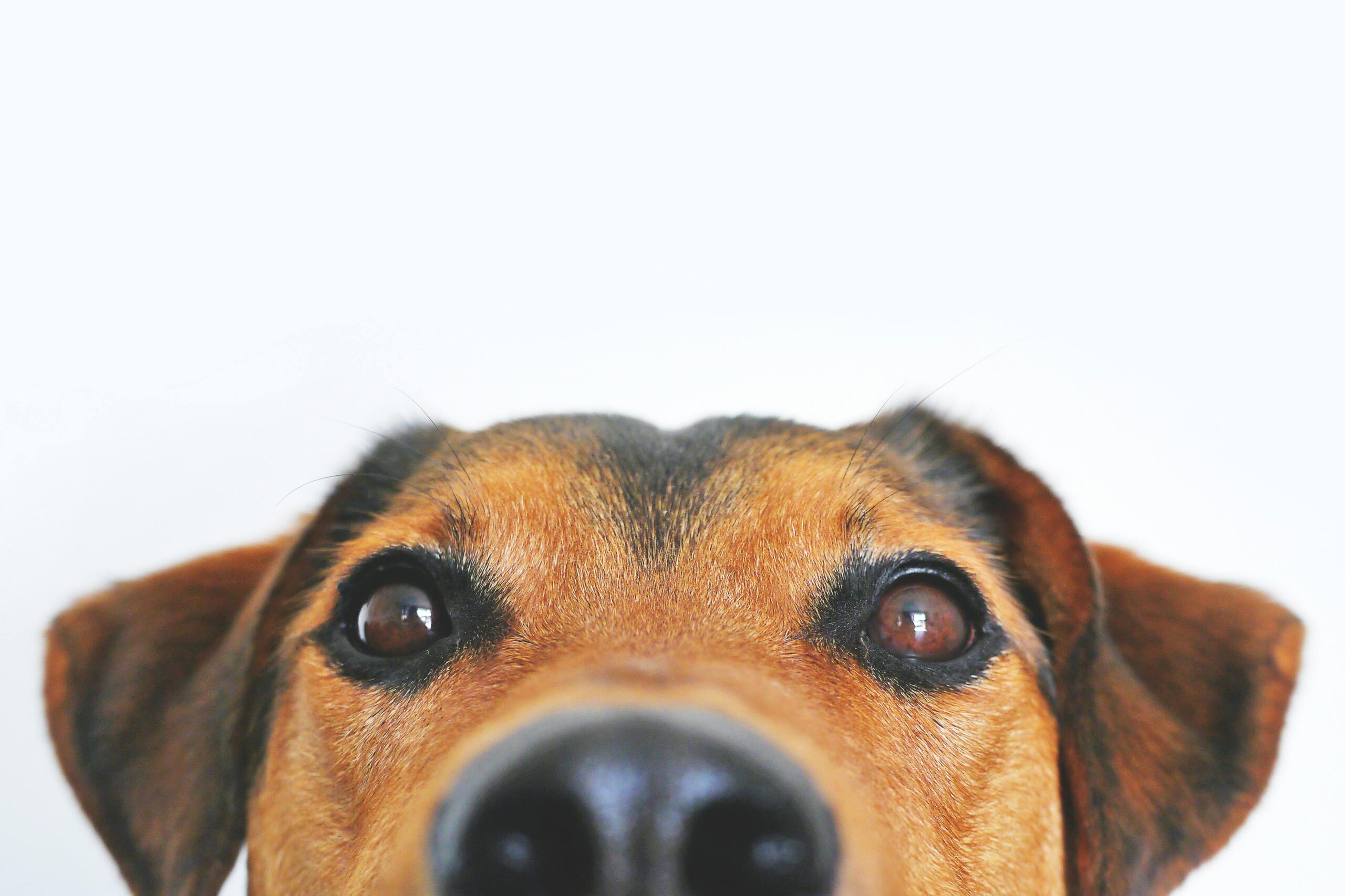 Cuidado de mascotas pexels lum3n 44775 406014 scaled - Cuidado de mascotas